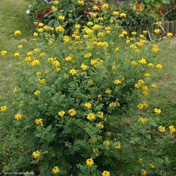 Coronilla valentina subsp. glauca Sélection - Blaugrüne Kronwicke