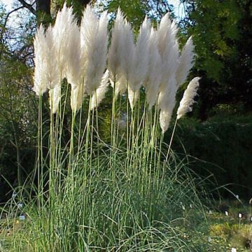 Cortaderia selloana - Pampasgras