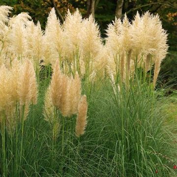 Cortaderia selloana Mini Pampas Gold - Pampasgras