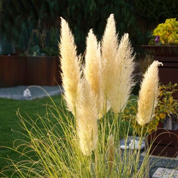 Cortaderia selloana Mini Pampas - Pampasgras