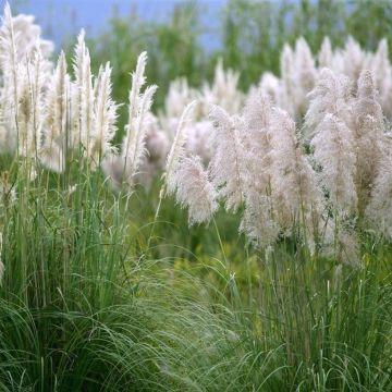 Cortaderia selloana Mini Silver Pampas - Pampasgras