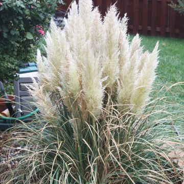 Cortaderia selloana Pumila - Pampasgras