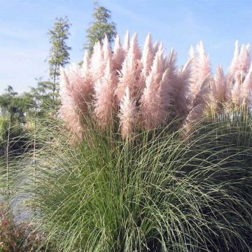 Cortaderia selloana Rosea - Herbe de la Pampa rose