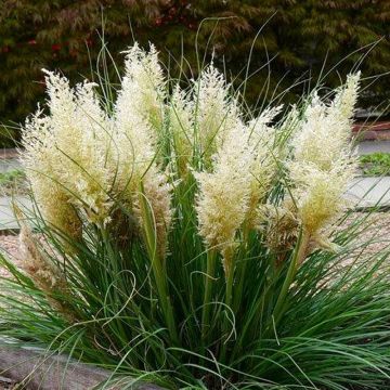 Cortaderia selloana Tiny Pampa - Pampasgras