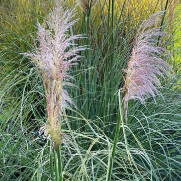 Cortaderia selloana Pink Phantom - Pampasgras