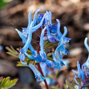 Corydale, Corydalis flexuosa China Blue, Fumeterre