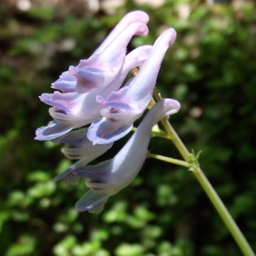 Corydale, Corydalis linstowiana, Fumeterre