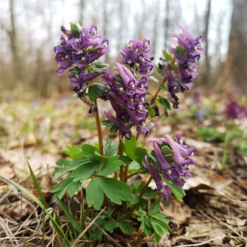 Corydalis sp. from Sichuan - Lerchensporn