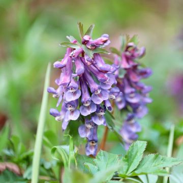 Corydalis solida - Gefingerter Lerchensporn