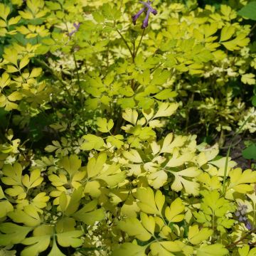 Corydalis Berry Exciting - Lerchensporn