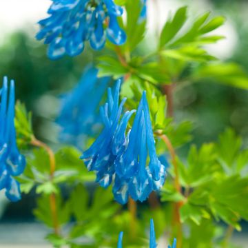 Corydalis flexuosa elata Craigton Blue - Gebogener Lerchensporn