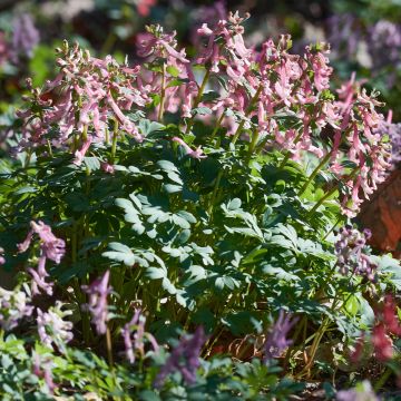 Corydalis solida ssp. solida - Gefingerter Lerchensporn