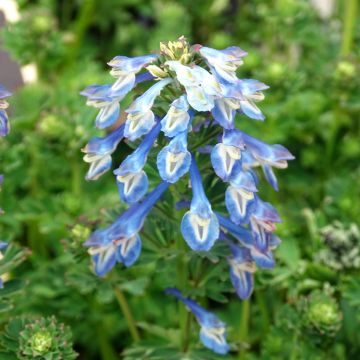 Corydalis calycosa - Corydale