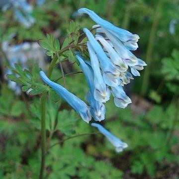 Corydalis flexuosa Blue Panda - Gebogener Lerchensporn