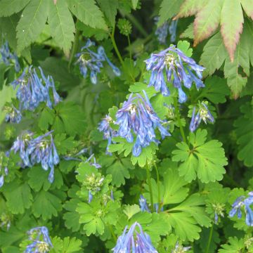 Corydalis flexuosa Purple Leaf - Gebogener Lerchensporn