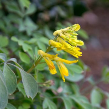 Corydalis lutea - Gelber Lerchensporn