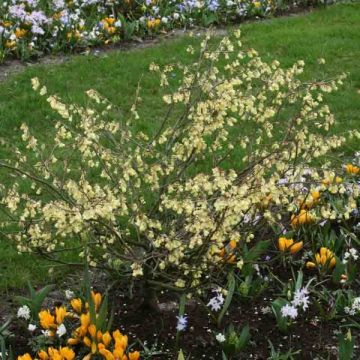 Corylopsis pauciflora - Scheinhasel