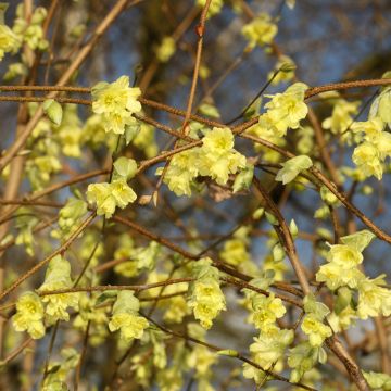 Corylopsis sinensis var. sinensis - Scheinhasel