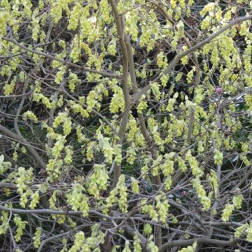 Corylopsis spicata - Scheinhasel