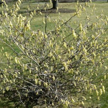 Corylopsis Spring Purple - Scheinhasel