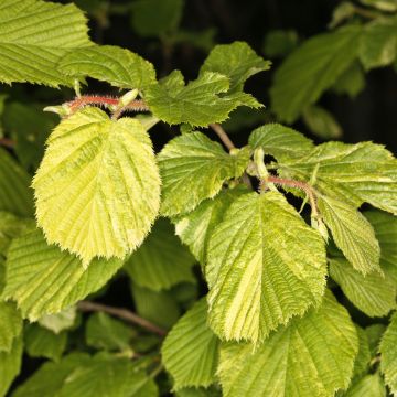 Haselnuss Agnieszka - Corylus avellana