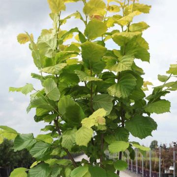 Corylus avellana Aurea - Noisetier doré.