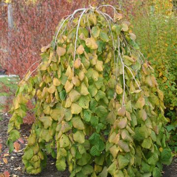 Haselnuss Pendula - Corylus avellana