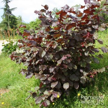 Haselnuss Rode Zellernoot - Corylus avellana