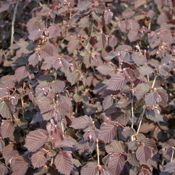 Haselnuss Syrena - Corylus avellana