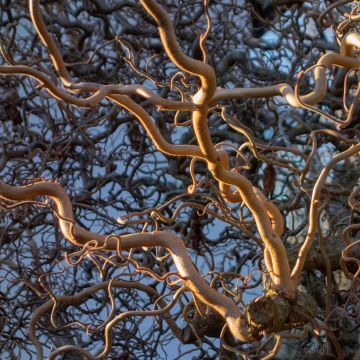 Haselnuss Medusa - Corylus avellana