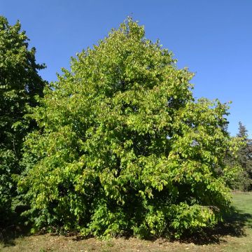 Baum-Hasel - Corylus colurna