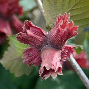 Lambertsnuss Juningia - Corylus maxima