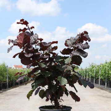 Roter Lambertshasel Purpurea - Corylus maxima