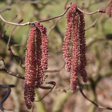 Haselnuss Red Majestic - Corylus avellana