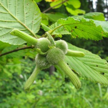 Japanische Hasel - Corylus sieboldiana