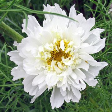 Graines de Cosmos Double Click Snow Puff - Cosmos bipinnatus