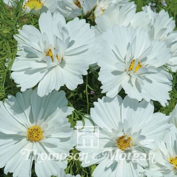 Schmuckkörbchen Psyché White (Samen) - Cosmos