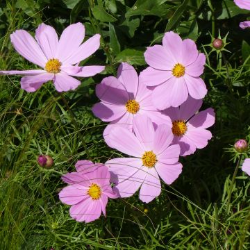 Schmuckkörbchen Sonata Pink - Cosmos