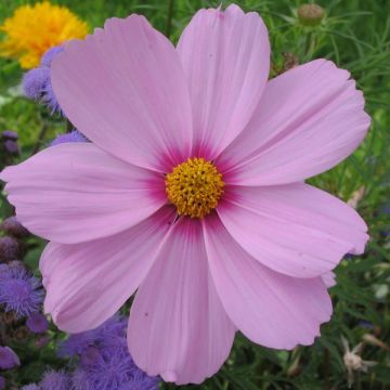 Schmuckkörbchen Sonata Pink Blush - Cosmos