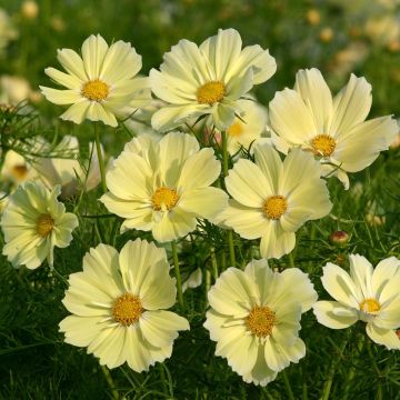 Schmuckkörbchen Xanthos - Cosmos