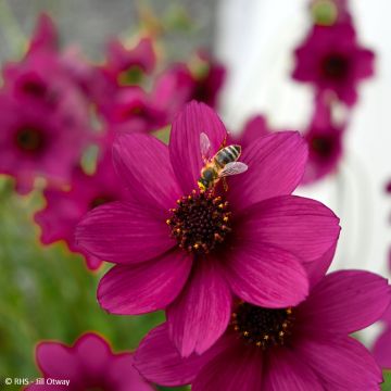 Schokoladen-Kosmee Cherry Chocolat - Cosmos atrosanguineus