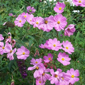 Cosmos peucedanifolius Flamingo - Schmuckkörbchen