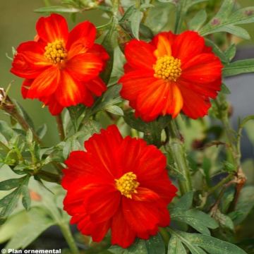 Cosmos sulphureus Cosmic rouge - Gelbes Schmuckkörbchen