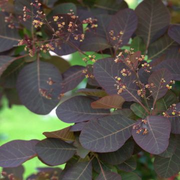 Perückenstrauch Grace - Cotinus