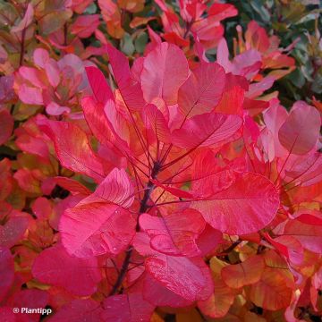 Perückenstrauch Old Fashioned - Cotinus coggygria