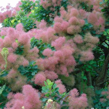 Perückenstrauch Joe - Cotinus coggygria