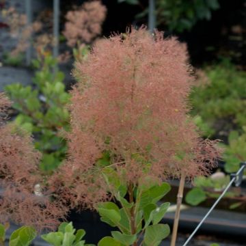 Perückenstrauch - Cotinus coggygria