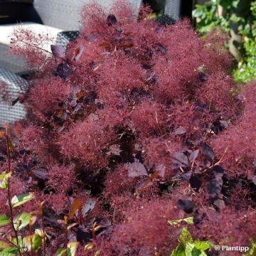 Perückenstrauch Dusky Maiden - Cotinus coggygria