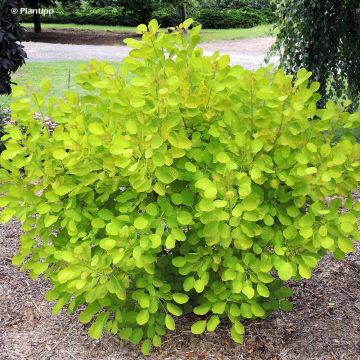 Perückenstrauch Golden Lady - Cotinus coggygria