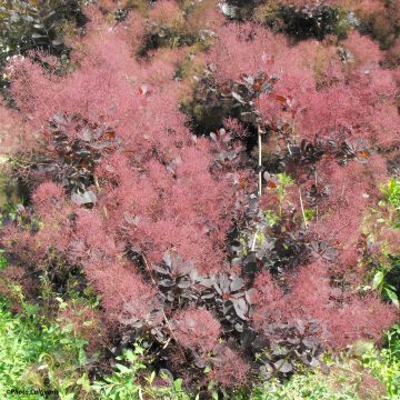 Perückenstrauch Lilla - Cotinus coggygria